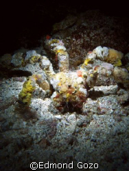 Taken on a night dive. He had so much confidence in his d... by Edmond Gozo 